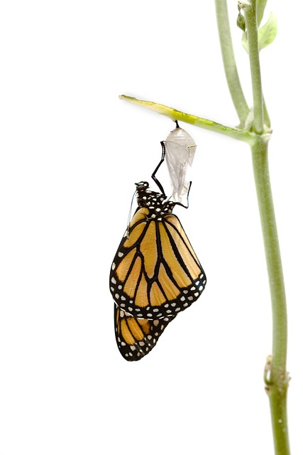 Coaching Transformation - eine Raupe entpuppt sich zum Schmetterling